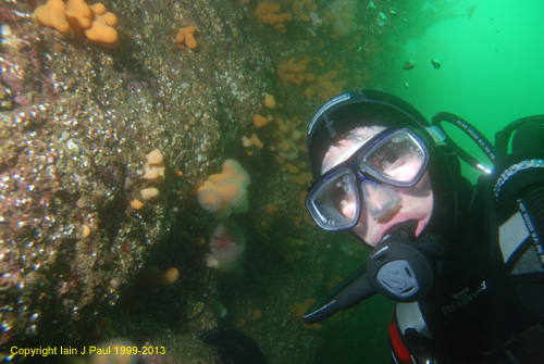 Diver by rockface (Collie Head)