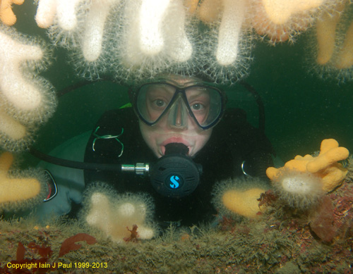 Diver thru ships side  (Breda)