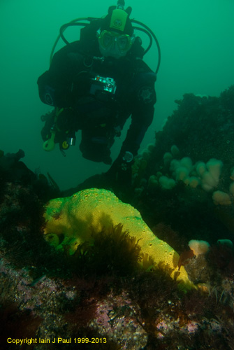 Diver views sponge