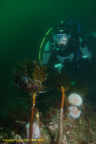 Diver views stickleback nest