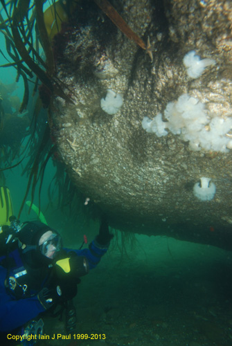 Diver views under overhang