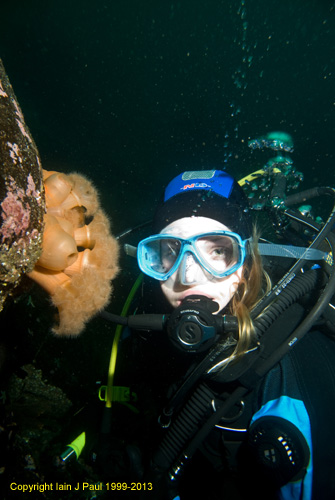 Diver with plumose anemones