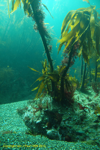 Kelp palm on desert island