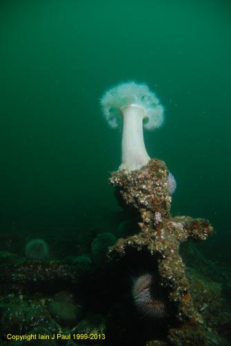 Plumose on wreckage (Prestonian)