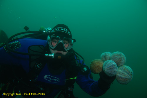 Urchin fingers