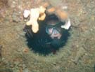 Diver thru porthole (Breda)