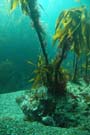 Kelp palm on desert island