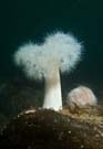 Plumose and urchin on rock