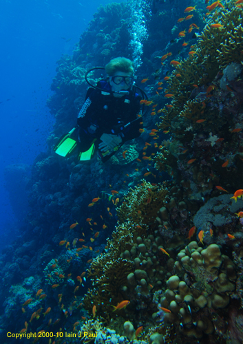 Diver by reef edge