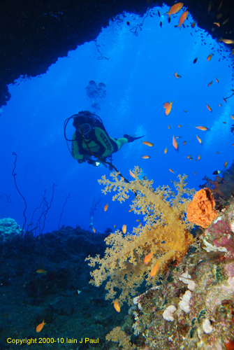 Diver with soft coral