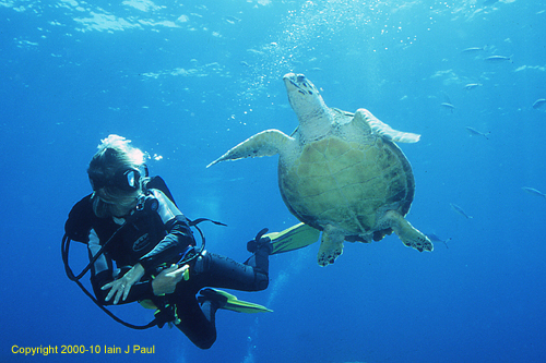 Diver with turtle