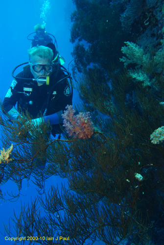 Divers with black coral