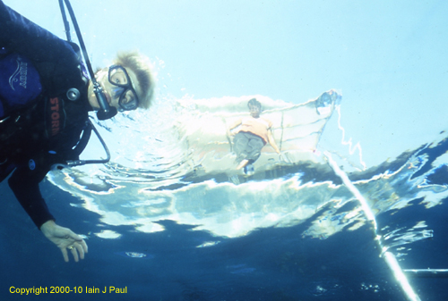 Liveaboard - diver by ladder