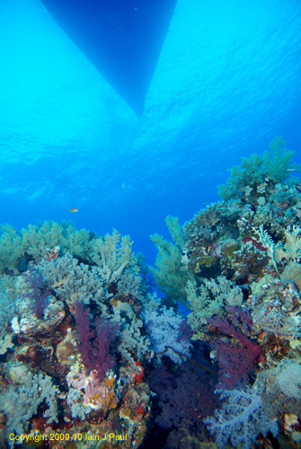 Liveaboard above reef