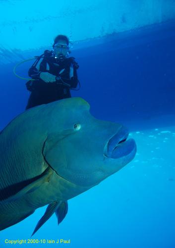 Napolean with diver