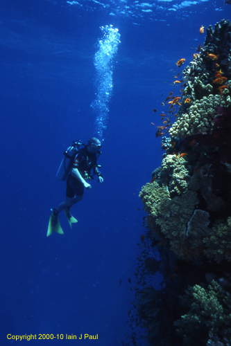 diver studies reef