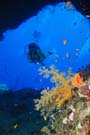 Diver with soft coral