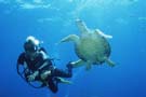 Diver with turtle