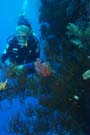 Divers with black coral