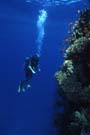 diver studies reef