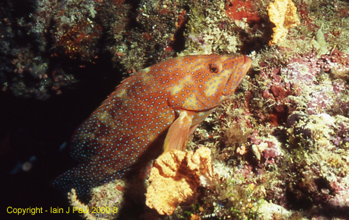 Coral grouper