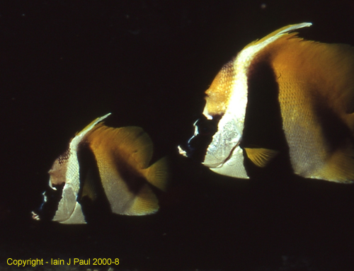 Masked bannerfish