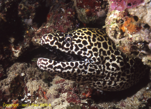 Moray Black spotted2