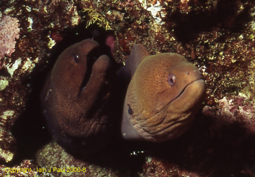 Moray friends