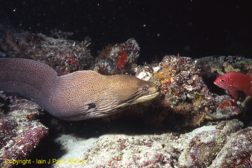 Moray hunting