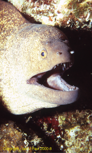 Moray2