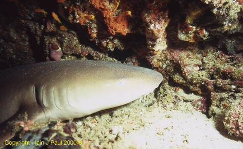 Nurseshark