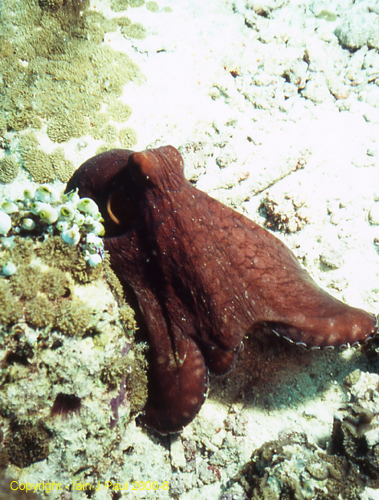 Octopus