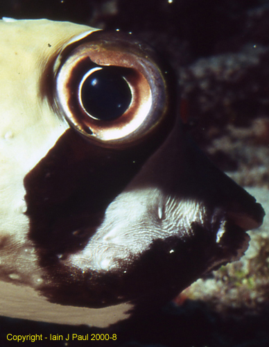 Puffer  eye