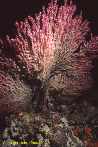 Red fan coral