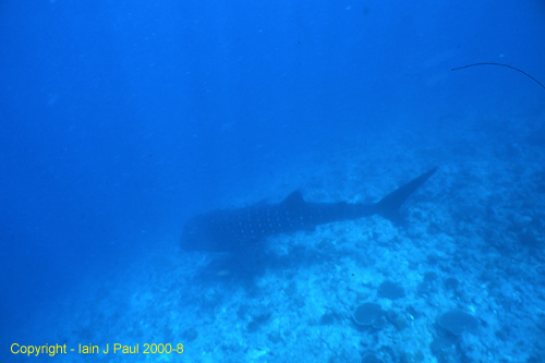 Whale shark