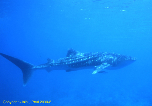 Whale shark2