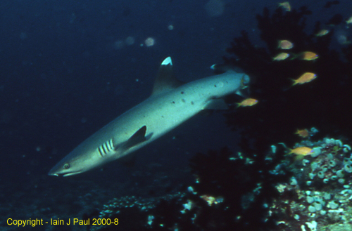 Whitetip