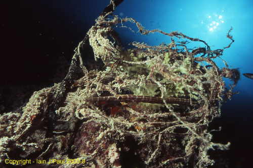 Young trumpetfish