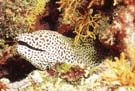 Moray Black spotted