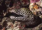 Moray Black spotted2