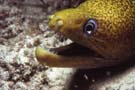 Moray