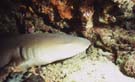 Nurseshark