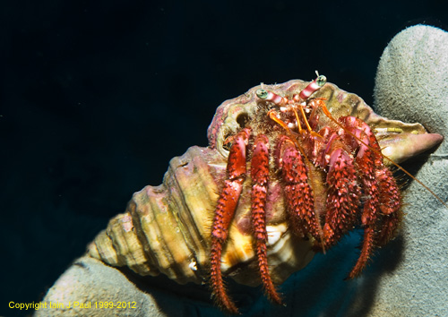 Hermit crab