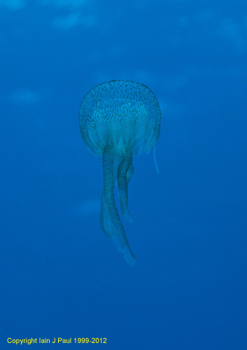 Jellyfish