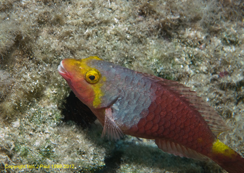 Mediterranean parrotfish