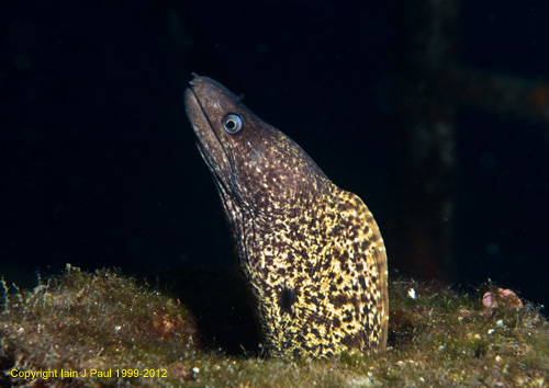 Moray 3