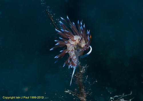 Nudibranch 1