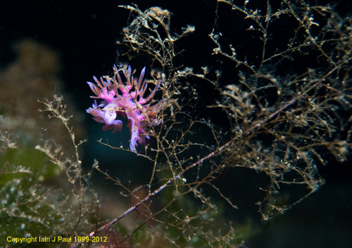 Nudibranch 2