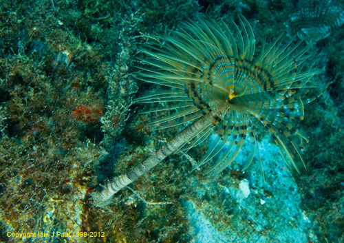 Peacock worm