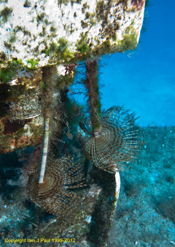 Peacock worms